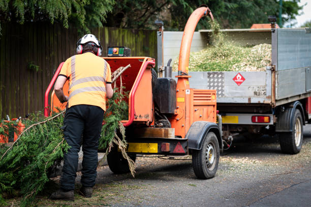 Best Emergency Tree Removal  in Nes, IL