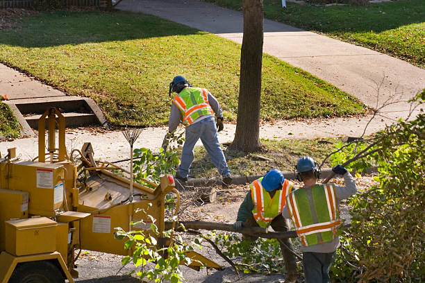Best Lawn Disease Treatment  in Nes, IL