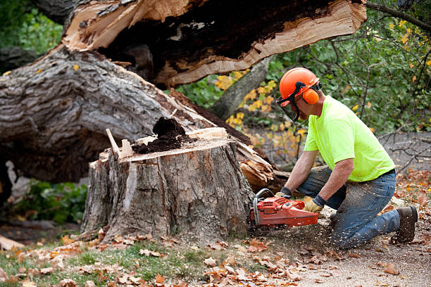 Reliable Niles, IL Tree Services Solutions
