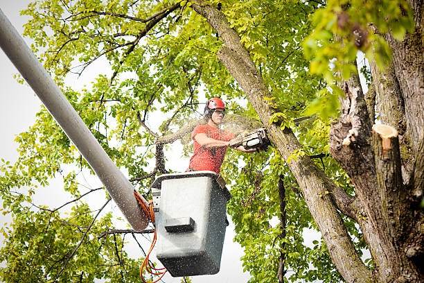 Best Hazardous Tree Removal  in Nes, IL